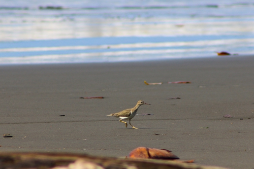 Avistamiento de Aves