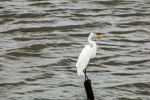 Avistamiento de Aves