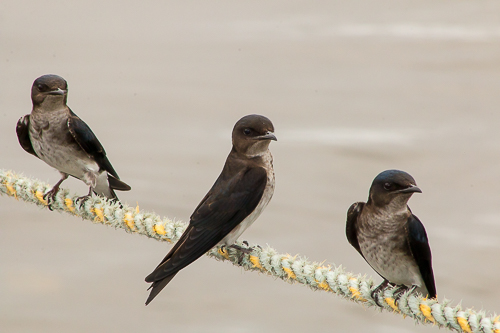 Avistamiento de Aves