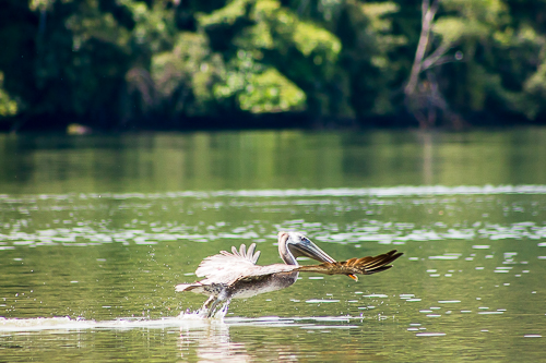 Avistamiento de Aves