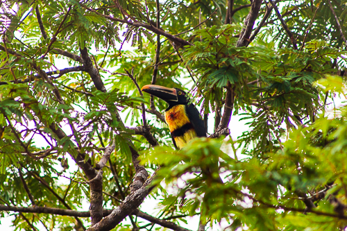 Avistamiento de Aves