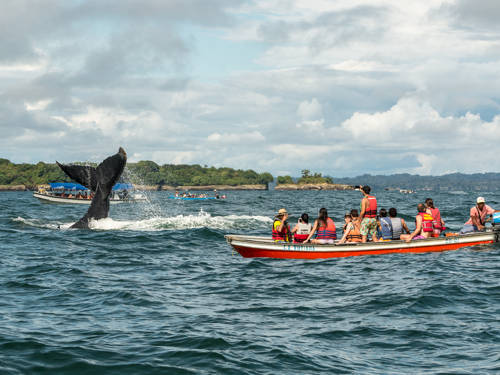 Avistamiento de Ballenas
